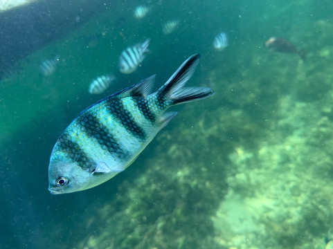 Sule Kenya Safari-瓦塔木必去景点