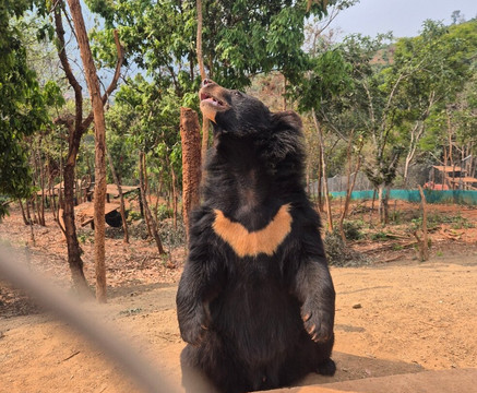 Free the Bears-琅勃拉邦必去景点