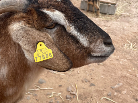 The Animal Academy-Antigua必去景点