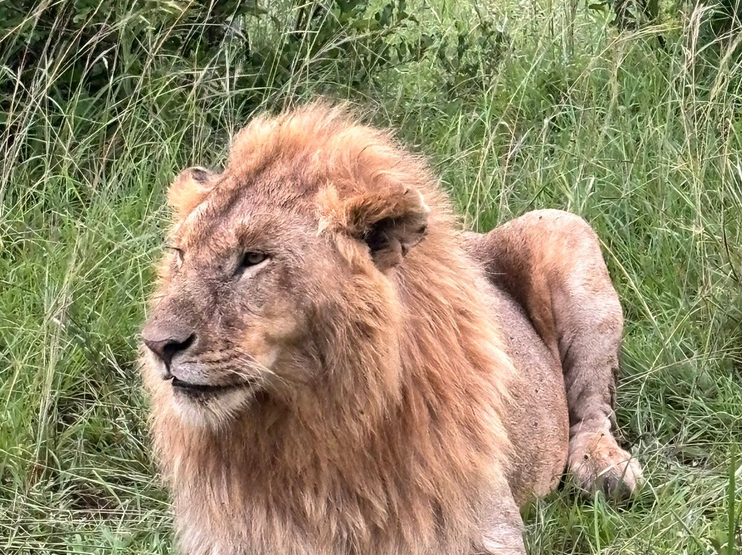 Adept Kenya Safaris-内罗毕必去景点