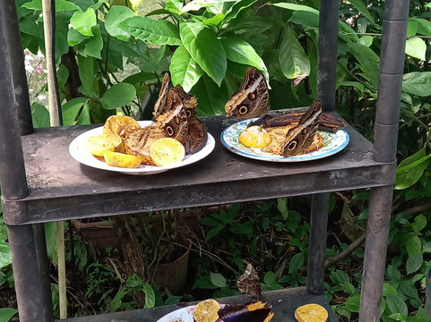 Butterfly Haven-安东谷必去景点