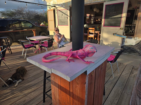 The Pink Iguana主图