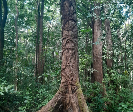 Forêt départementale-domaniale de Montravail-圣吕斯必去景点