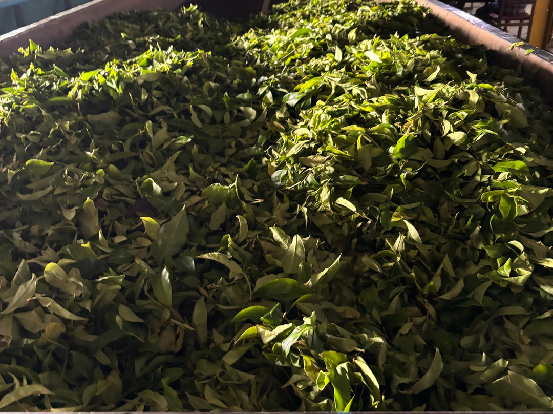 Travel Zeylan-科伦坡必去景点