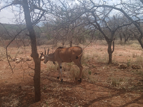 Oldonyo Orok Lodge主图