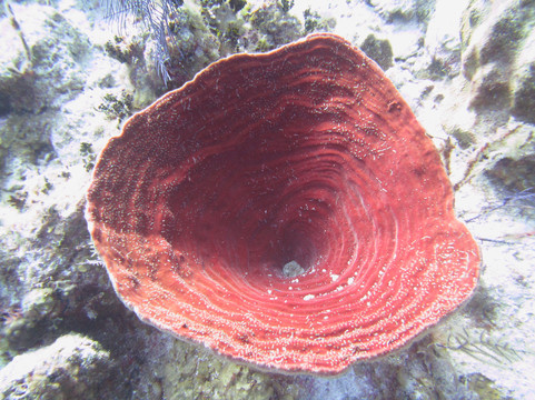 Aqua TCI-普罗维登西亚莱斯必去景点