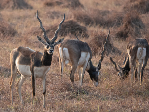 Wildlife Expeditions India-Khatia必去景点