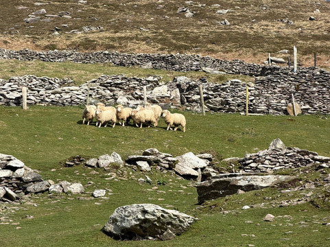Hold A Baby Lamb-Glanfahan必去景点