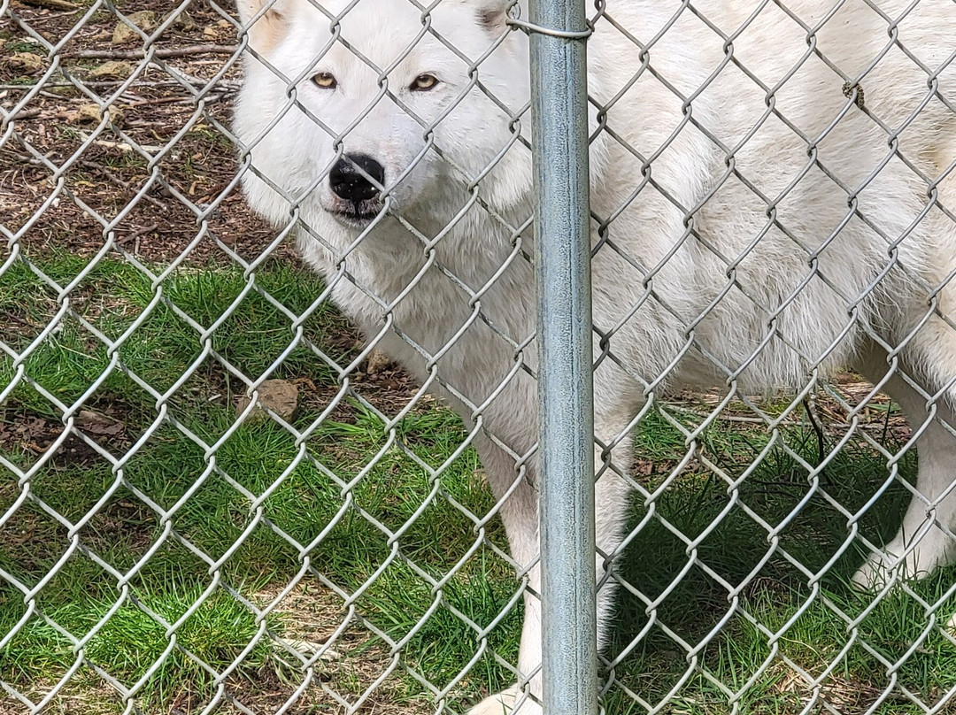 White Wolf Sanctuary & Educational Facility-Tidewater必去景点