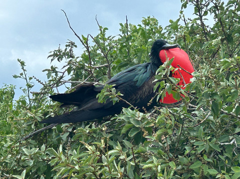 Go Galápagos Tours-Baltra必去景点
