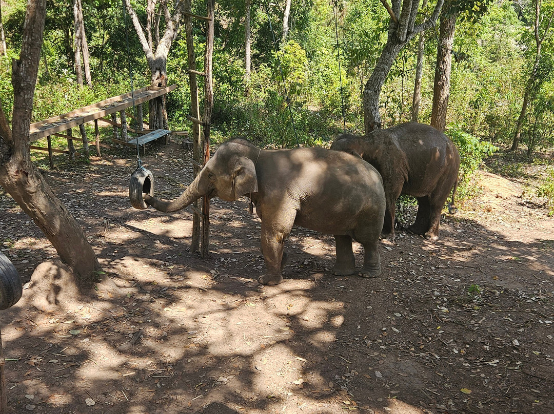 Blue Daily Elephant Care Sanctuary-清迈必去景点