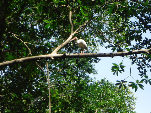 Pineapple Tours-主日镇必去景点