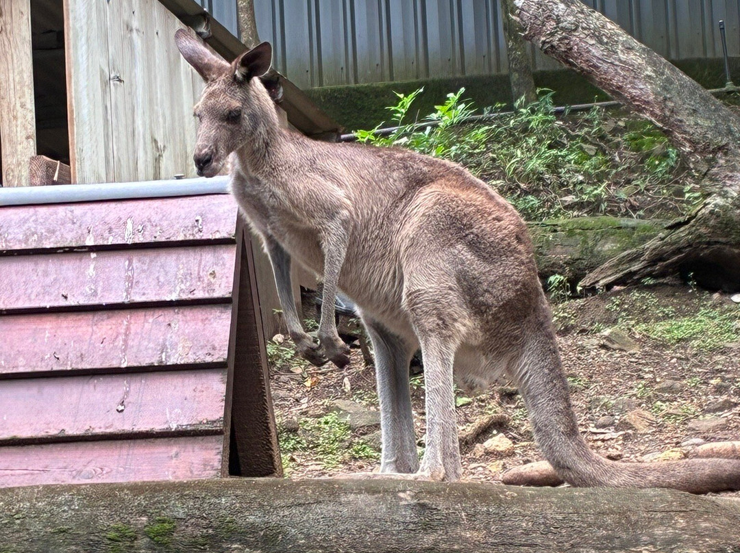 汉密尔顿岛野生动物世界-汉密尔顿岛必去景点