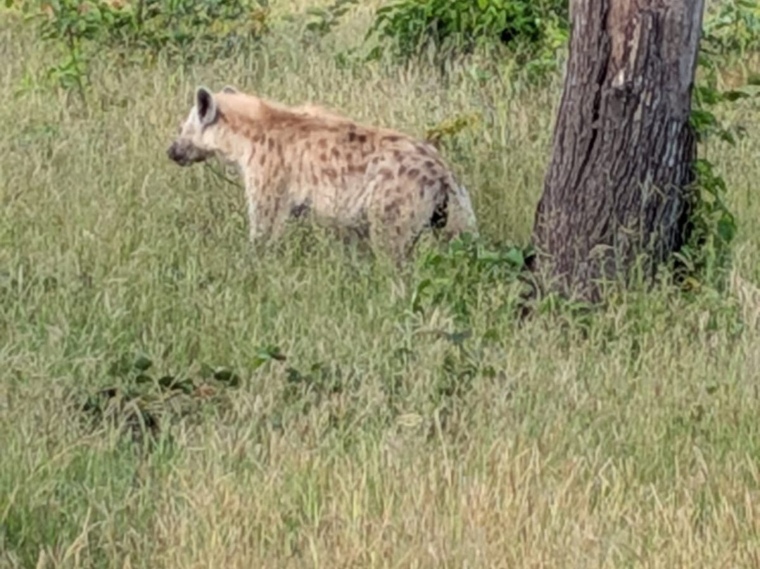 Gamewatchers Safaris-内罗毕必去景点