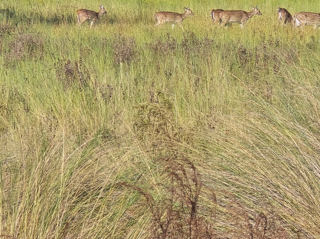 Grape Hammock Airboat & Alligator Tours-莱克威尔士必去景点