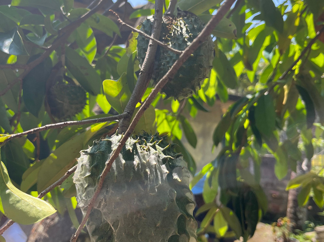 Paradise Island Safari-Gampola必去景点