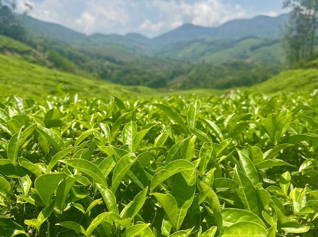 Munnar Hiking Trails-慕那尔必去景点