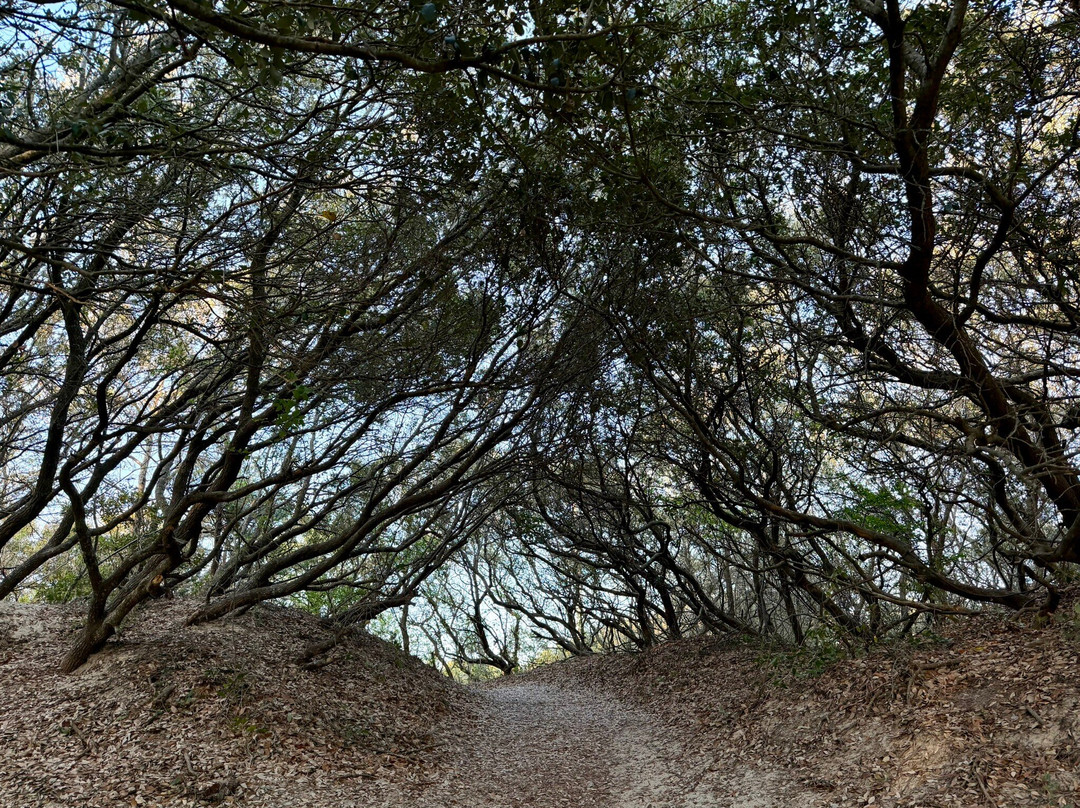 Jockey's Ridge State Park-纳格斯海德必去景点