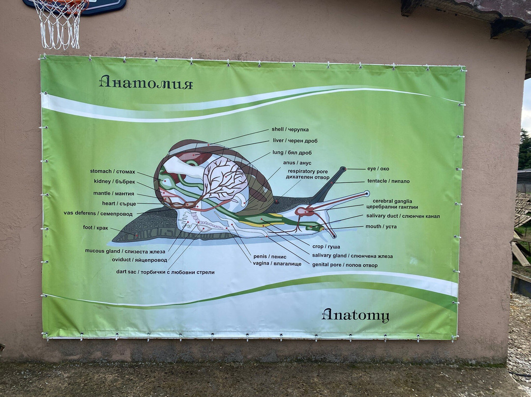 Snail Farm & Restaurant Eco - Telus-Balgarevo必去景点