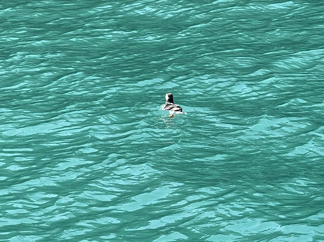 Pembrokeshire Islands Boat Trips-Marloes必去景点