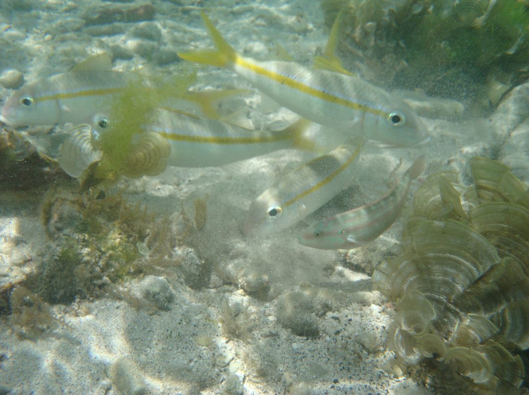 Froggy's Reef Tours and Snorkeling Carriacou-Carriacou Island必去景点