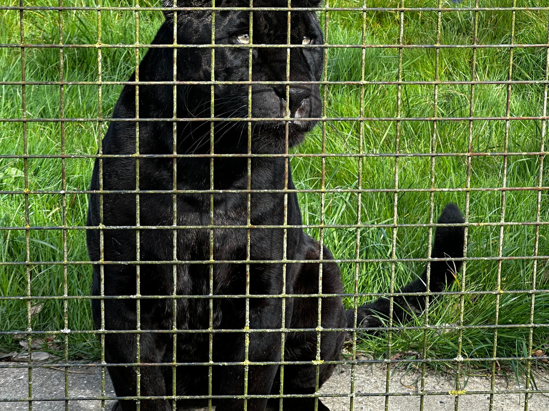 The Big Cat Sanctuary-Smarden必去景点