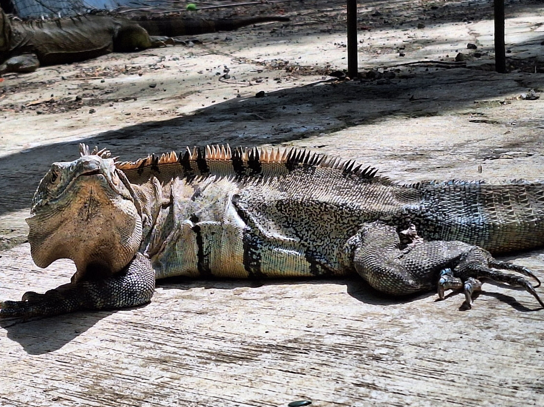 Rescate Wildlife Rescue Center-阿拉辉拉必去景点