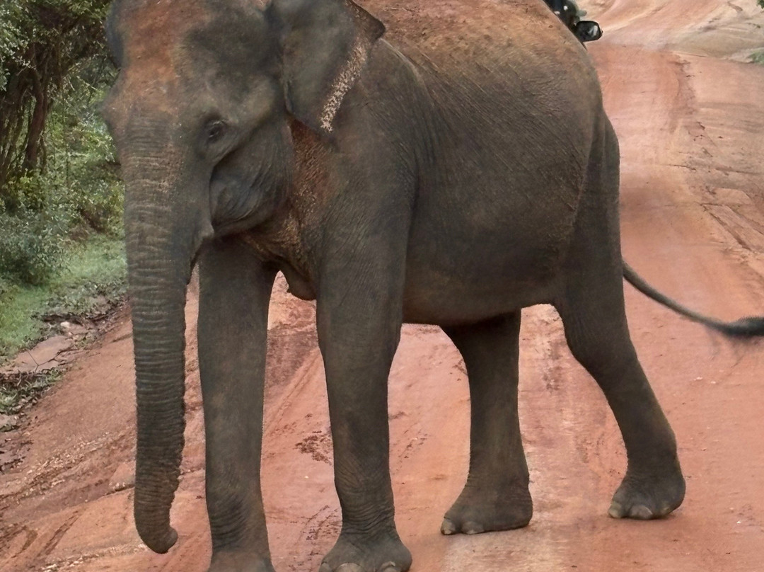 Guide in Sri Lanka Rathu & Olga Tours-贝卢瓦拉必去景点