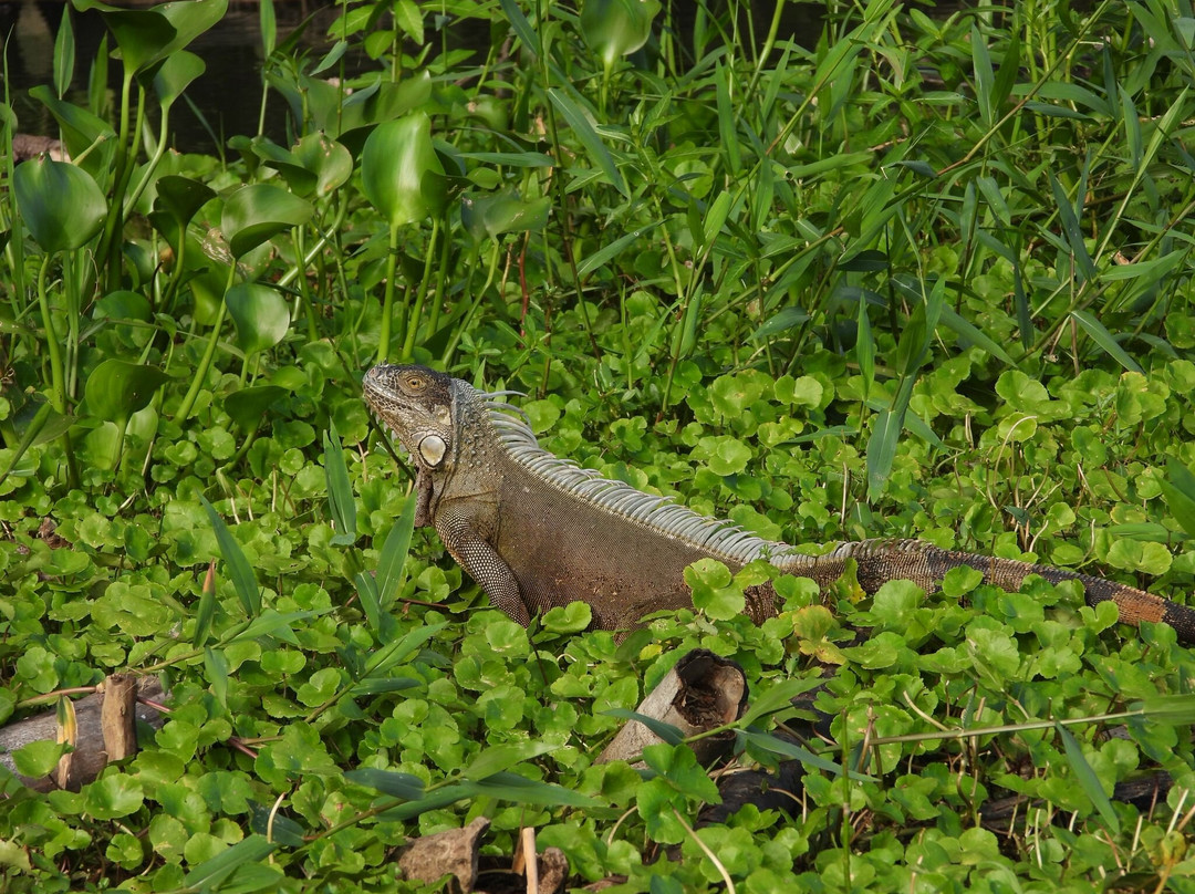 Macko's Parismina River & Turtle Tours