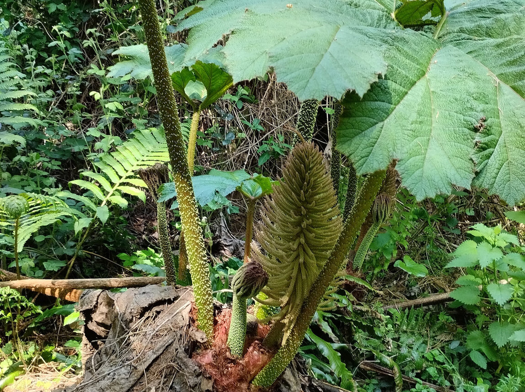 Jungle Garden-Eu必去景点