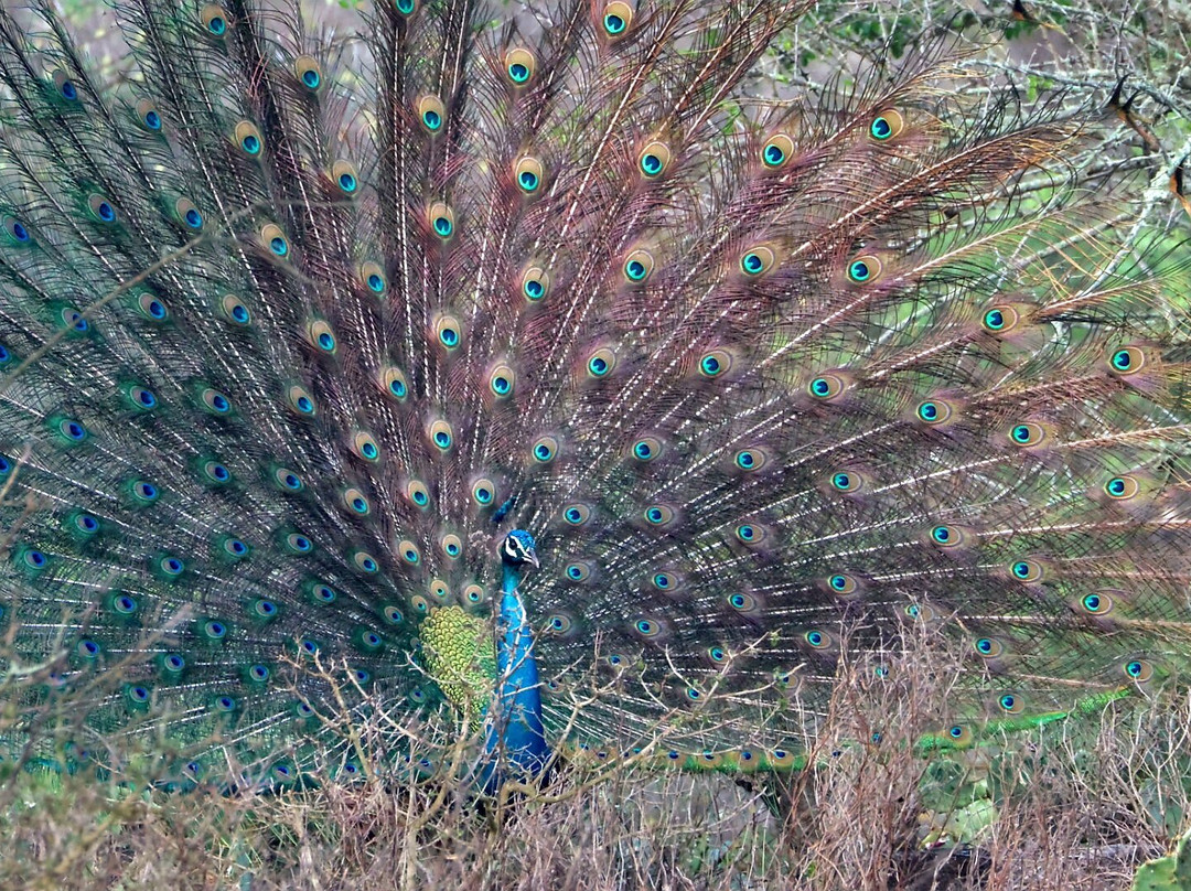 Kalypso Adventures-Fort Kochi必去景点