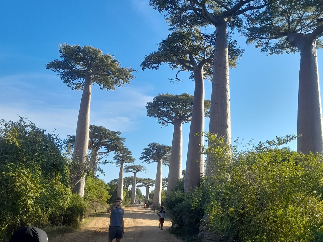 Avenue of the Baobabs-Morondava必去景点