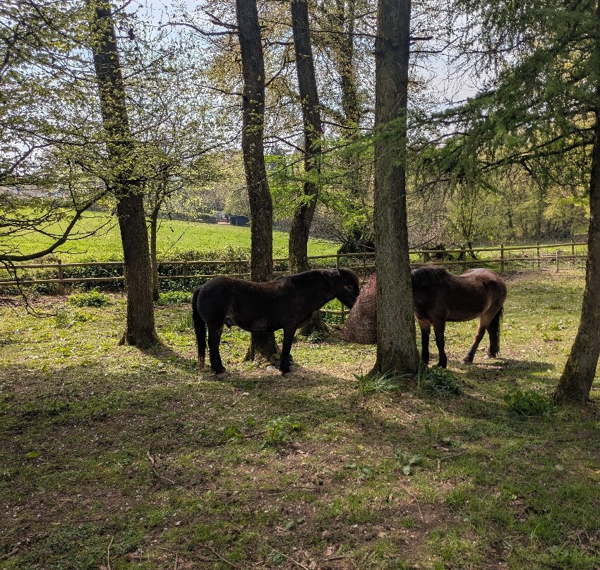 Exmoor Pony Centre-Dulverton必去景点