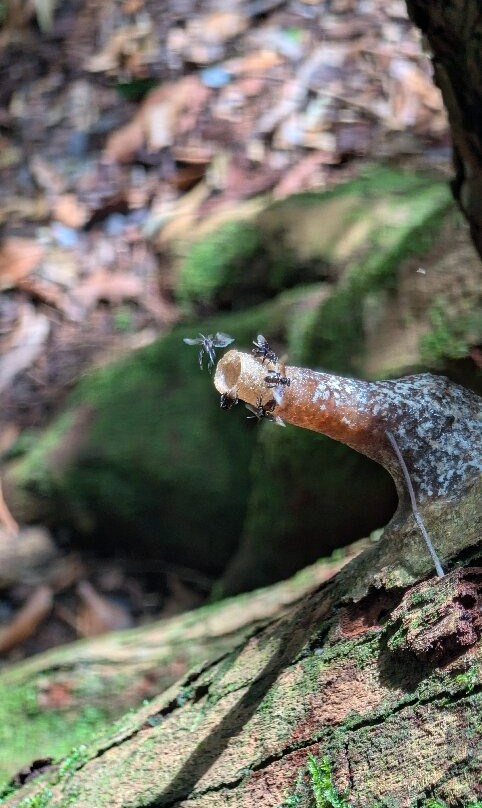 Sumatra Jungle Trek In!-武吉拉旺必去景点