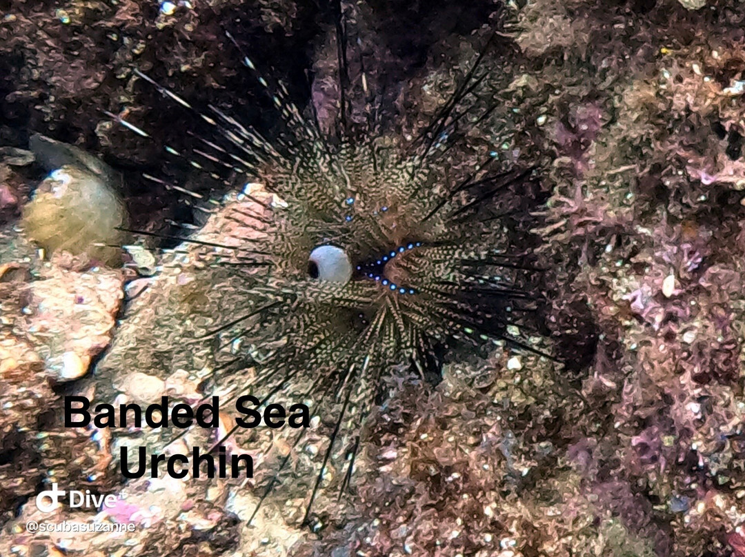 SCUBA Diving at Summer Salt Dive Center-Playas del Coco必去景点