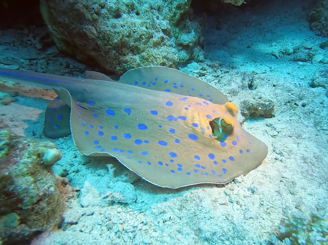 ORCA Dive Club Soma Bay-索马湾必去景点