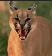 Ranthambore National Park-Ranthambore National Park必去景点