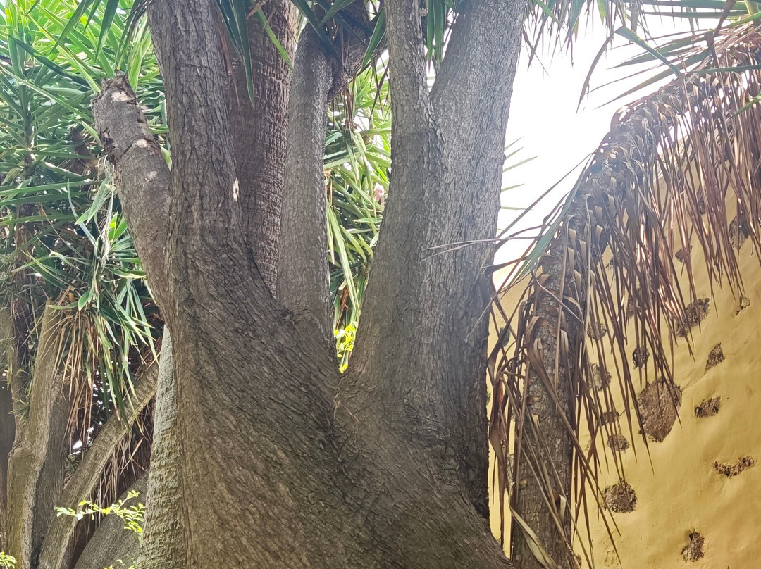 Botanischer Garten-德拉克鲁兹索尔港必去景点