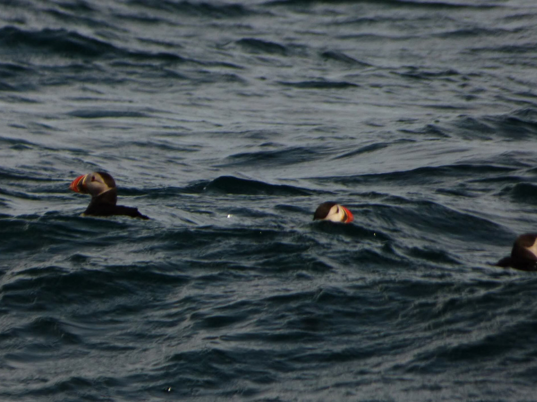 Western Isles Cruises-Mallaig必去景点