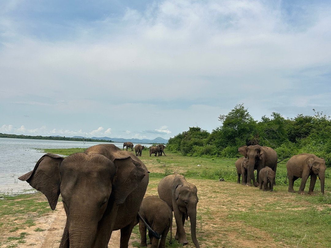 Udawalawe Ethical Safari-乌达瓦拉瓦必去景点