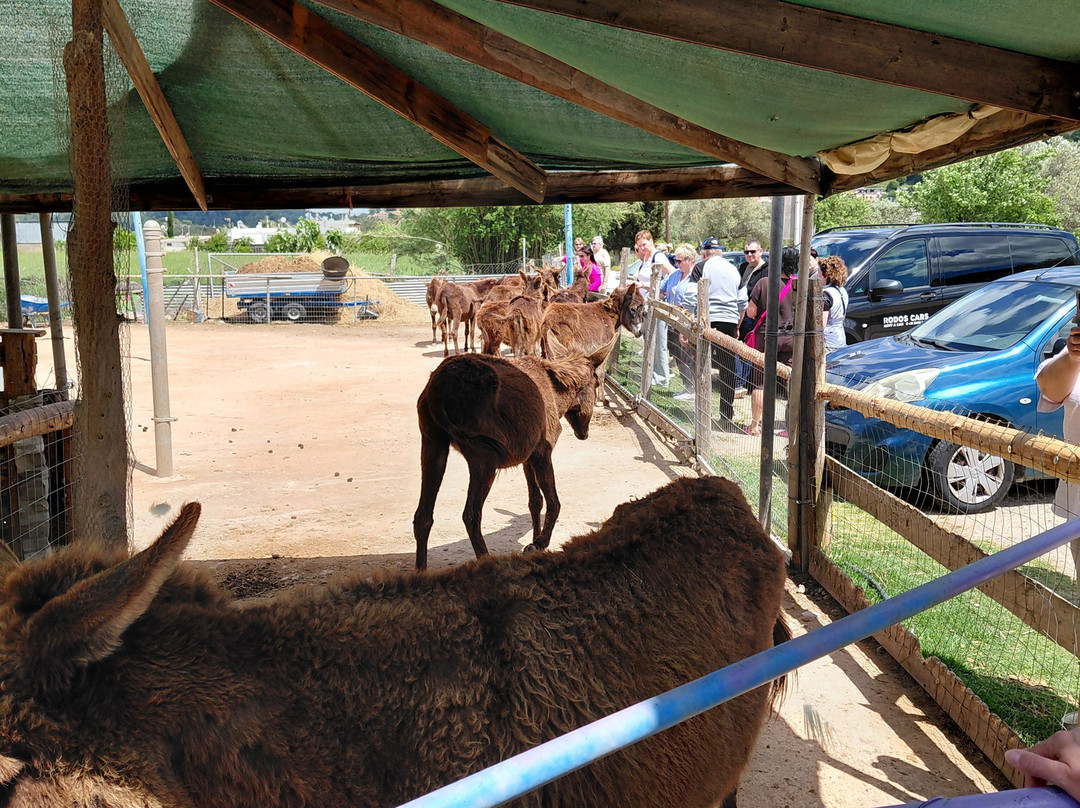 Farma of Rhodes Petting Zoo-罗德斯必去景点
