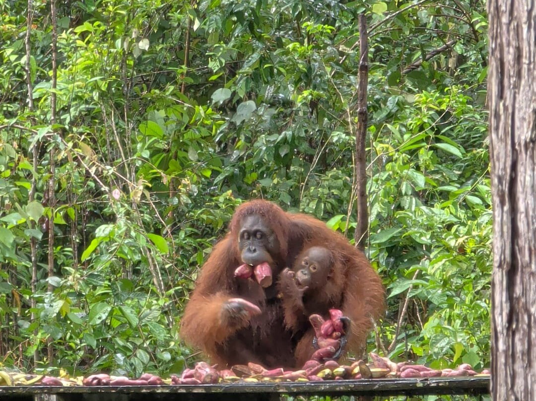 Guia En Borneo-Pangkalan Bun必去景点