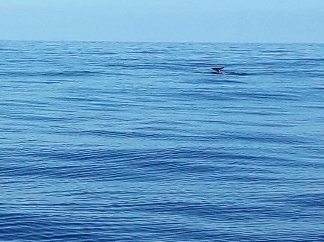 Whale Wise Eco Tours-阿坎提拉德洛斯基必去景点