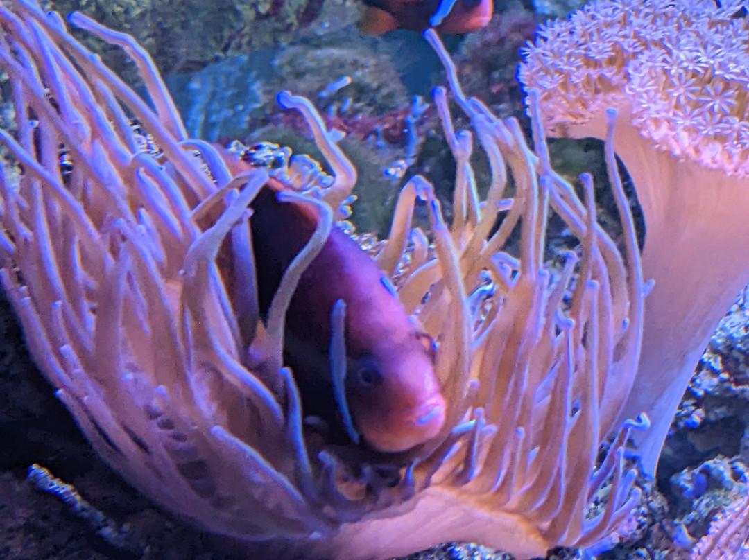 Aquarium de Dunkerque-敦克尔克必去景点