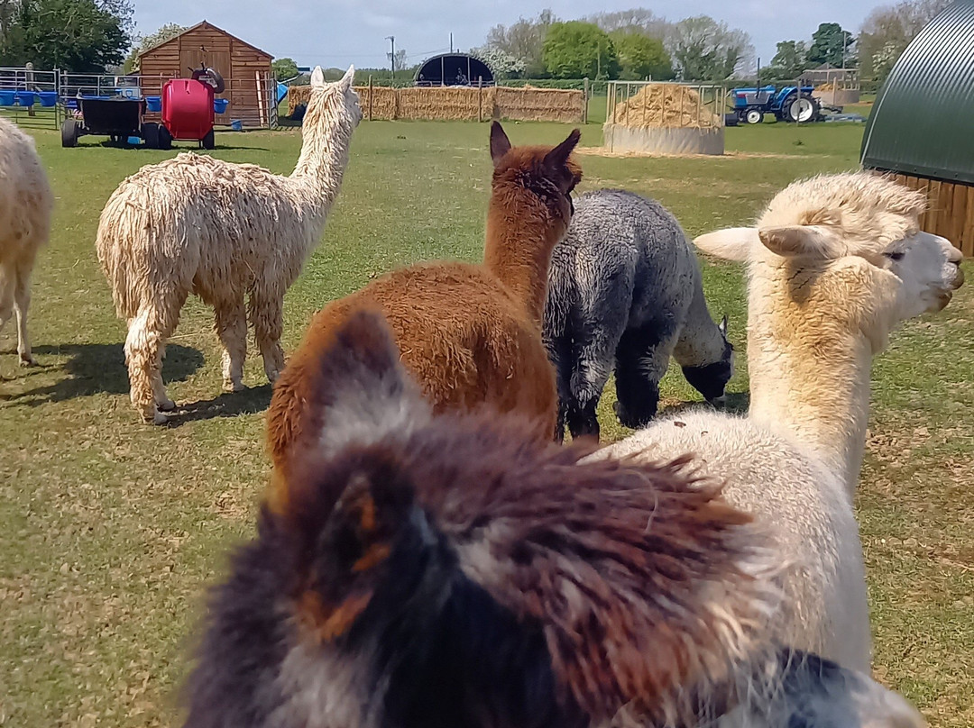 Big Sky Alpacas-Alford必去景点