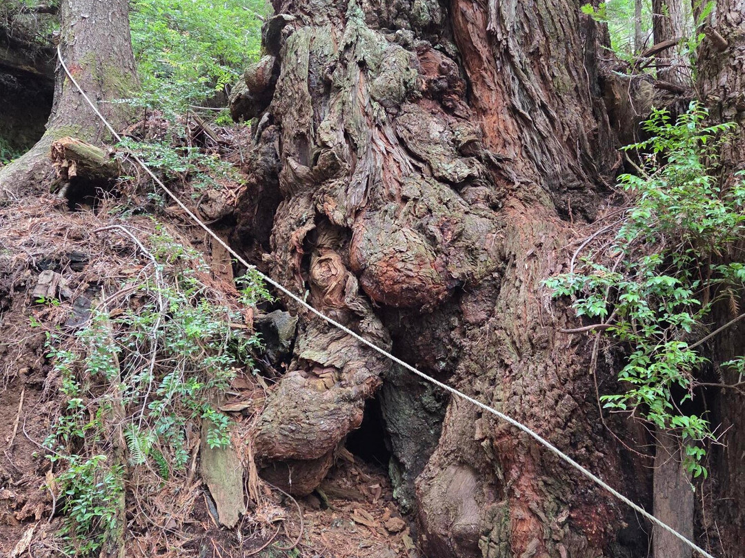 Trees of Mystery-克拉马斯必去景点