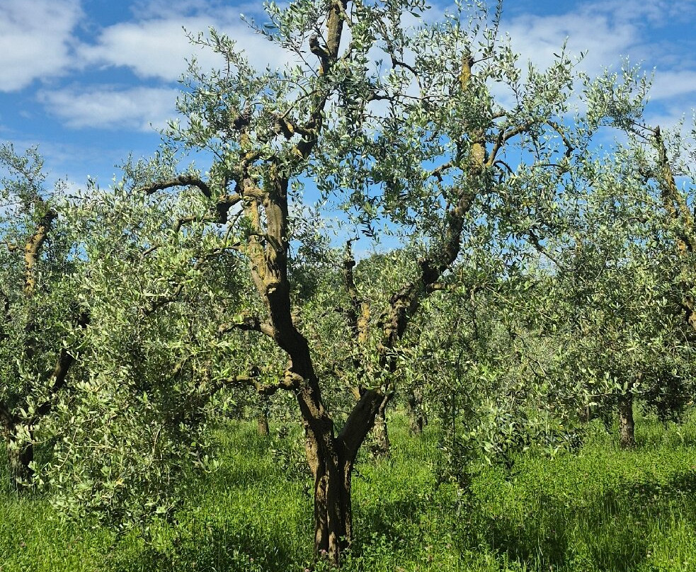 Podere Dei Folli-Polpenazze del Garda必去景点