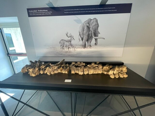 Museo Paleontologico "Luigi Boldrini"-Piegaro必去景点