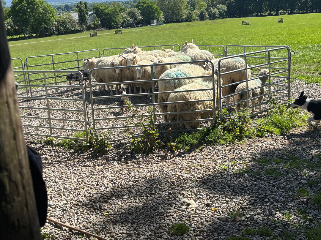 Irish Working Sheepdogs-基尔代尔郡必去景点