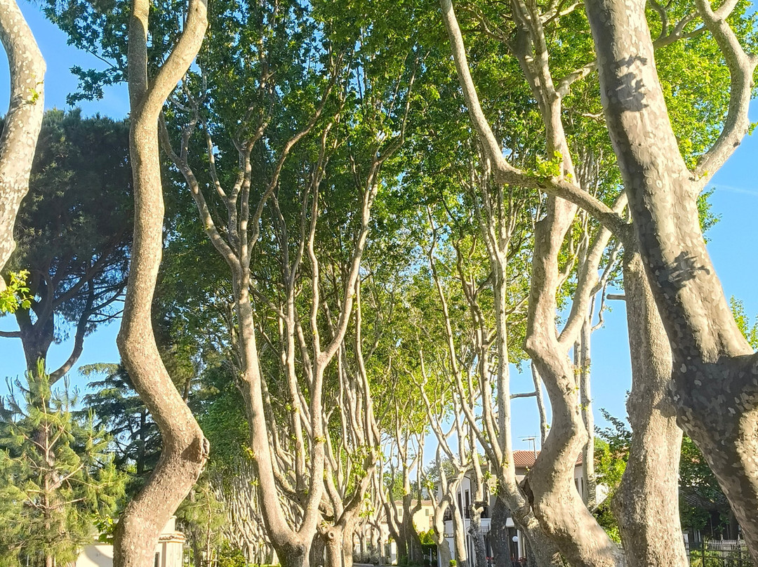Comune di Bolsena-博尔塞纳必去景点